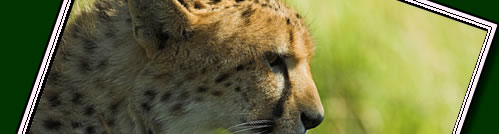 To visit Serengeti and to learn about the more remote parks click here.
